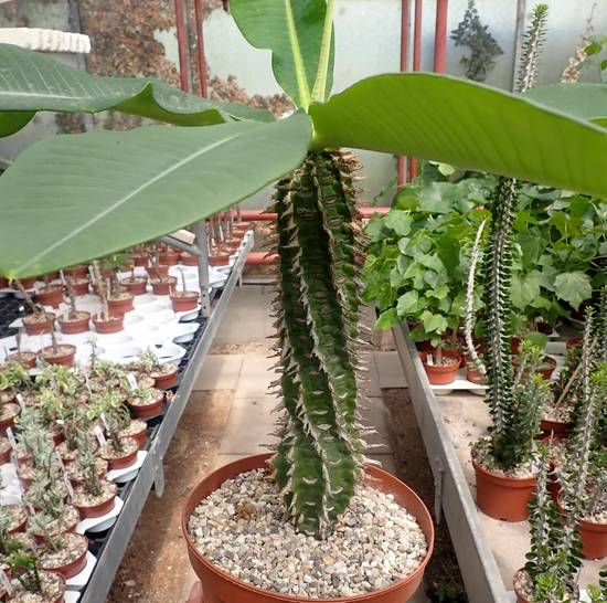 Euphorbia Viguieri