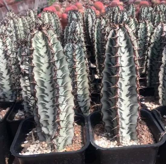 Euphorbia Zoutpansbergensis