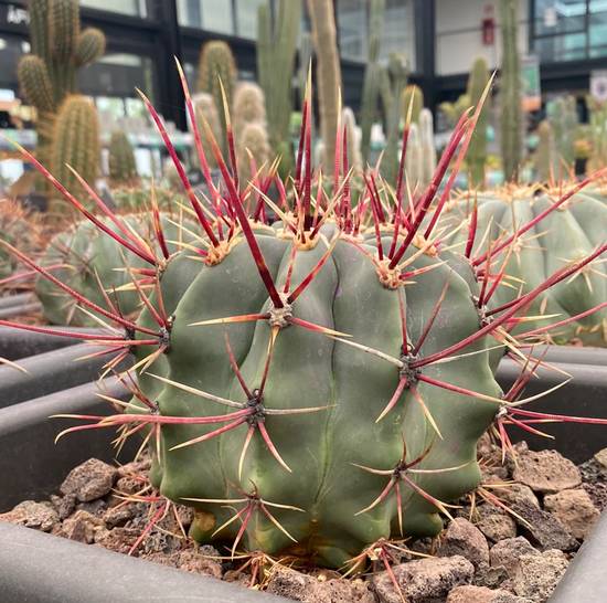 Ferocactus Emoryi Rectispinus