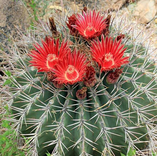 Ferocactus Emoryi