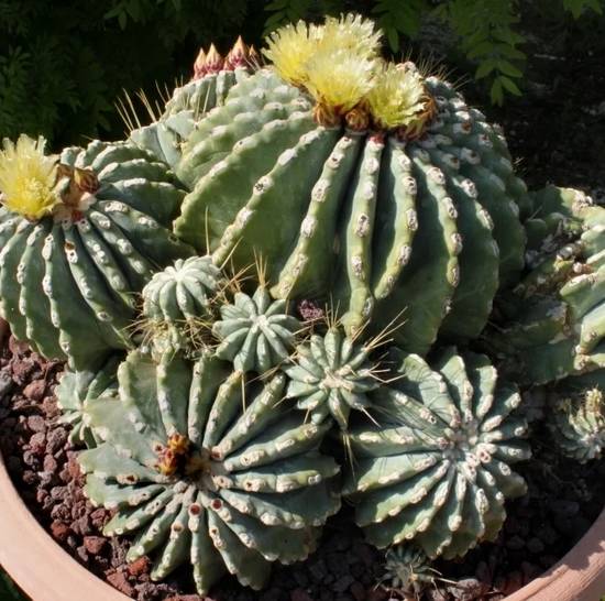 Ferocactus Glaucescens Inermis