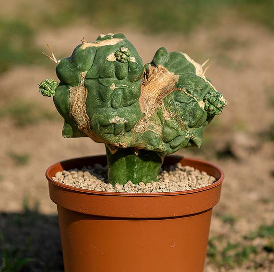 Ferocactus Glaucescens Nudum Monstruoso