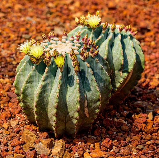 Ferocactus Glaucescens Nudum