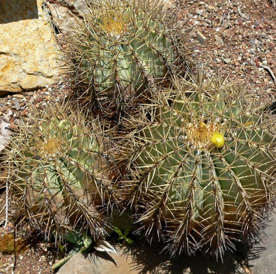 Ferocactus Glaucescens