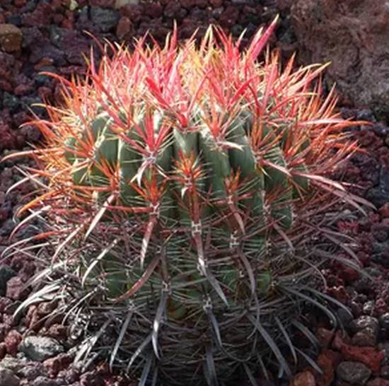 Ferocactus Gracilis