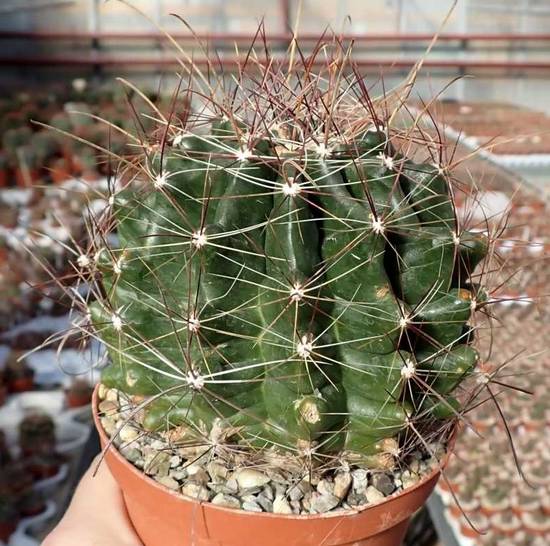 Ferocactus Hamatacanthus