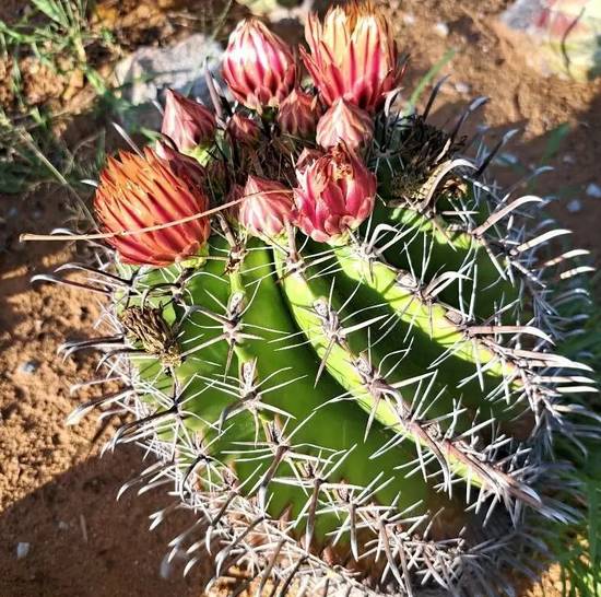 Ferocactus Herrerae