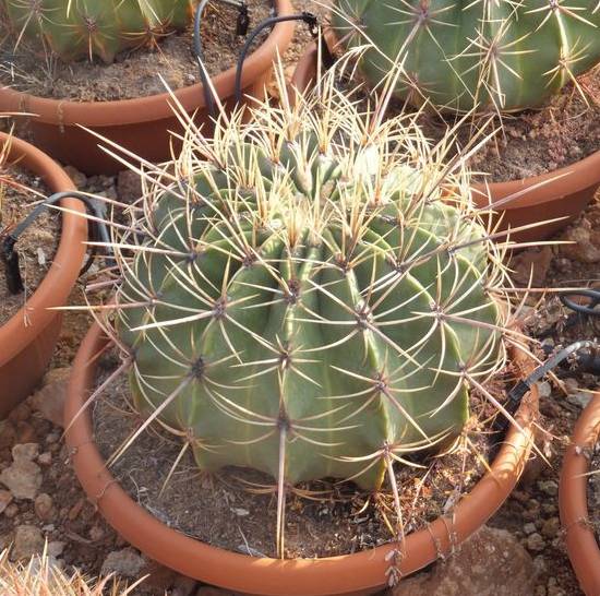 Ferocactus Histrix
