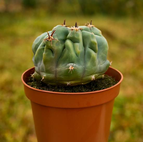Ferocactus Horridus Brevispinus Monstruoso