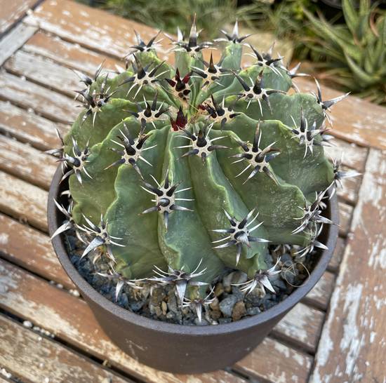 Ferocactus Horridus Brevispinus