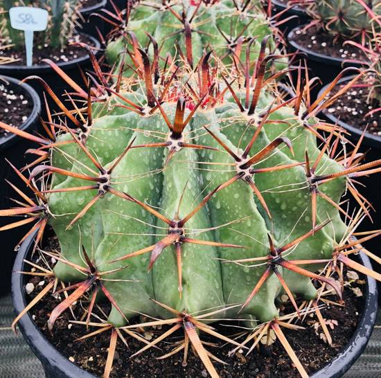 Ferocactus Horridus