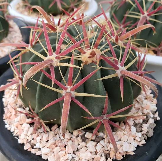 Ferocactus Latispinus