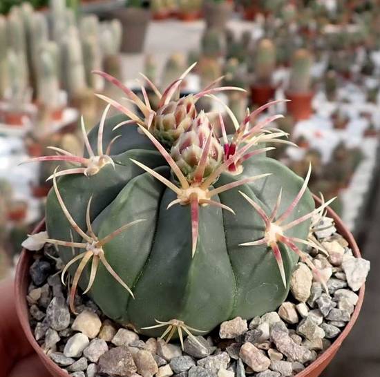Ferocactus Macrodiscus