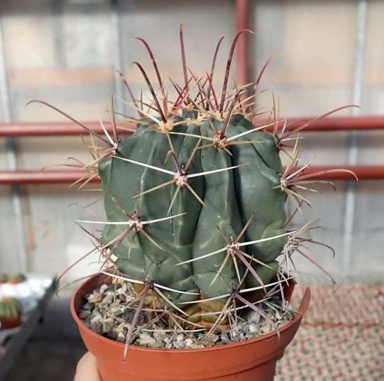 Ferocactus Rectispinus