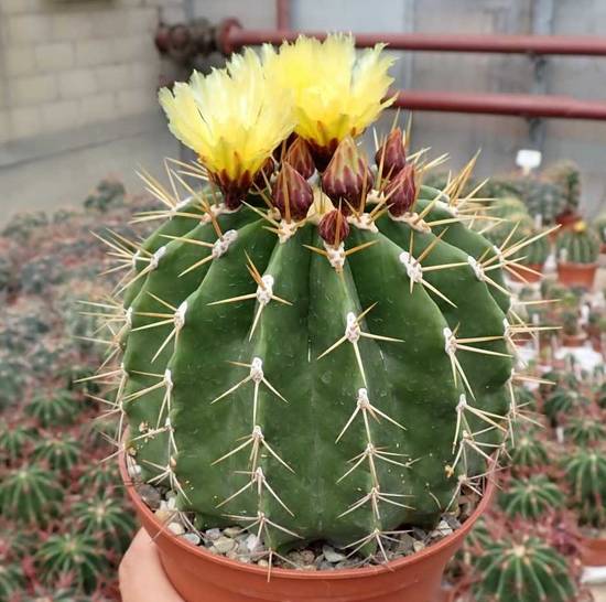 Ferocactus Schwarzii
