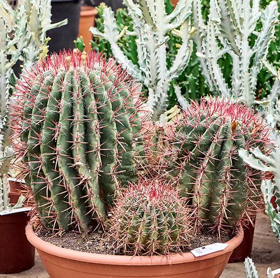 Ferocactus Stainesii