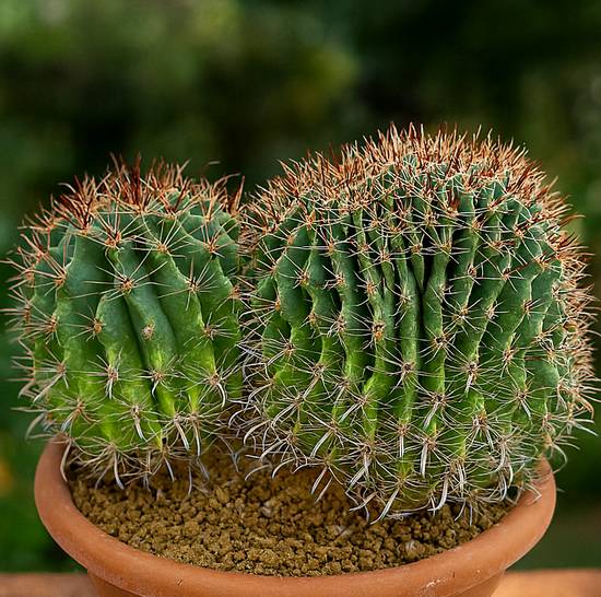 Ferocactus Wislizeni Cristata