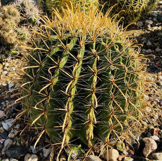 Ferocactus Wislizeni