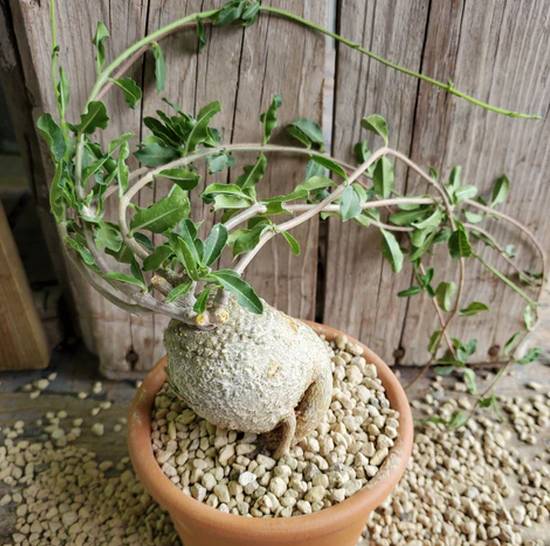Fockea Edulis