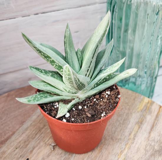 Gasteraloe Green Ice
