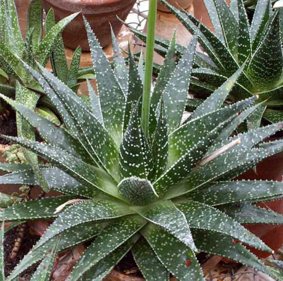 Gasteraloe Beguinii