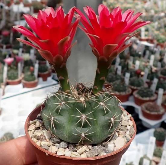 Gymnocalycium Baldianum