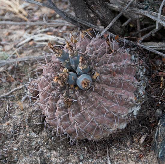 Gymnocalycium Bodenbenderianum