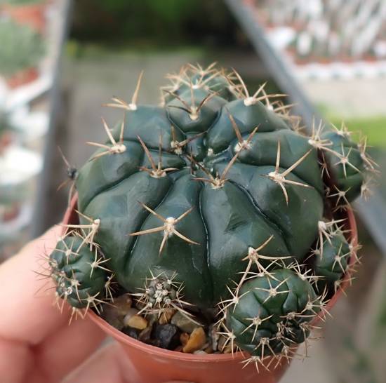 Gymnocalycium Damsii