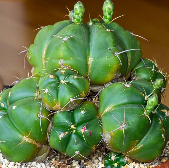 Gymnocalycium Horstii