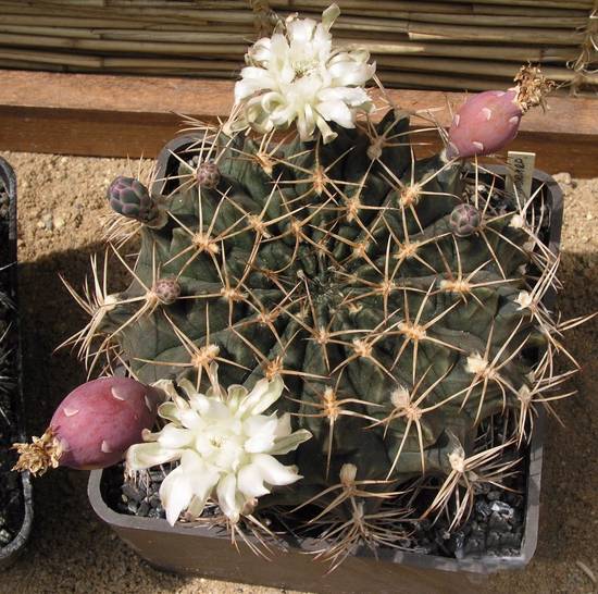 Gymnocalycium Marsoneri