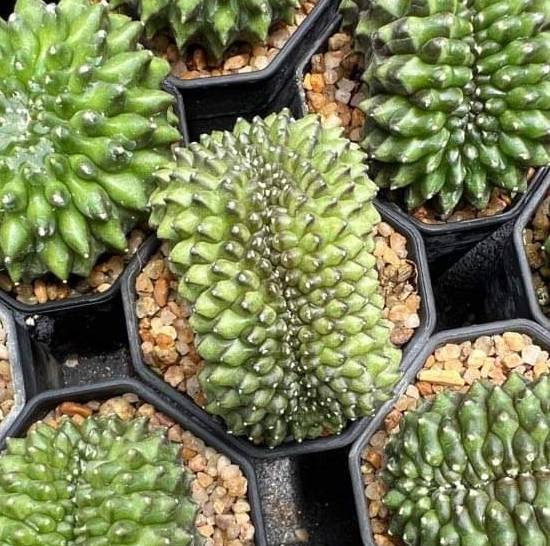 Gymnocalycium Mihanovichii Inermis Cristata
