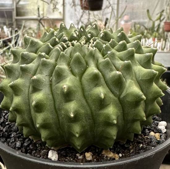 Gymnocalycium Mihanovichii Inermis Monstruoso
