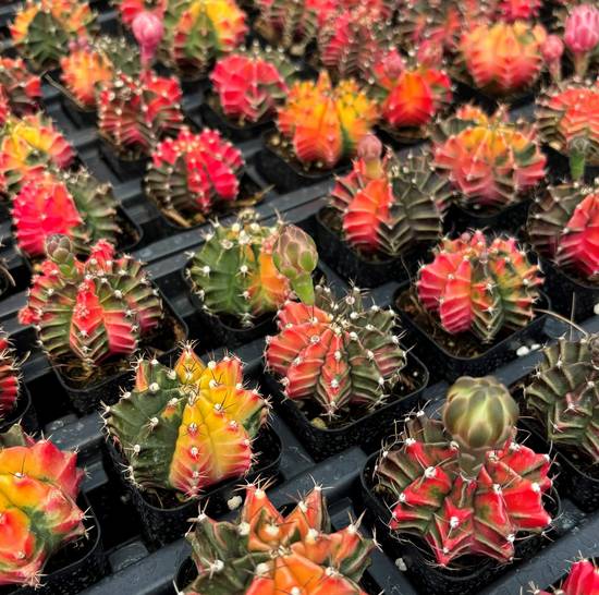 Gymnocalycium Mihanovichii