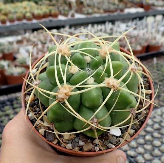 Gymnocalycium Monvillei