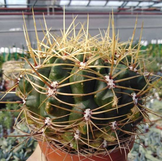 Gymnocalycium Multiflorum