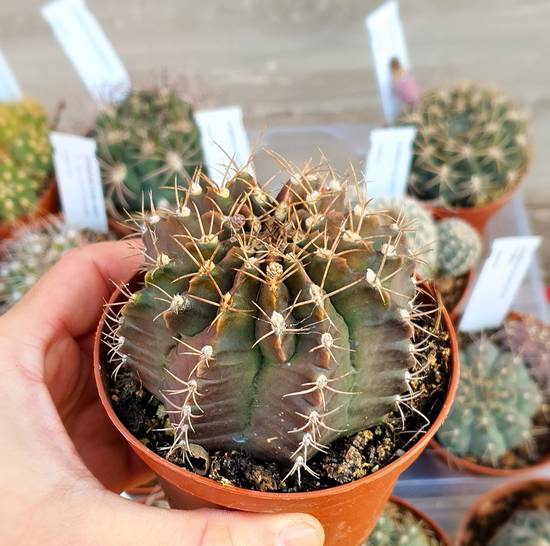 Gymnocalycium Pungens