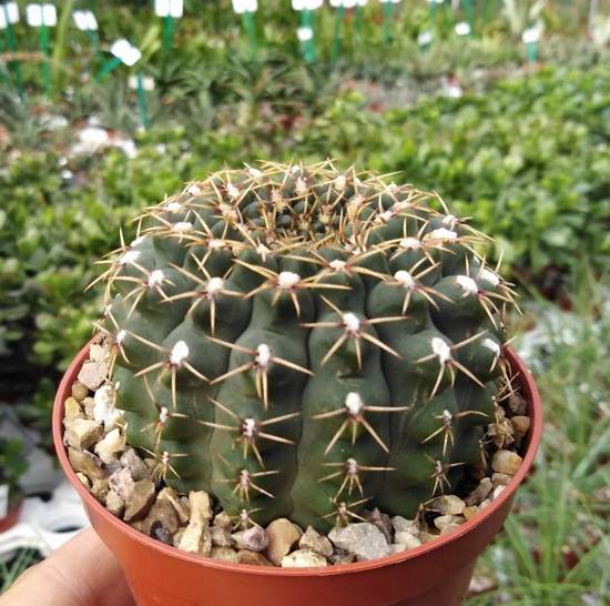 Gymnocalycium Quehlianum