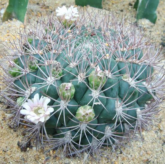 Gymnocalycium Saglionis