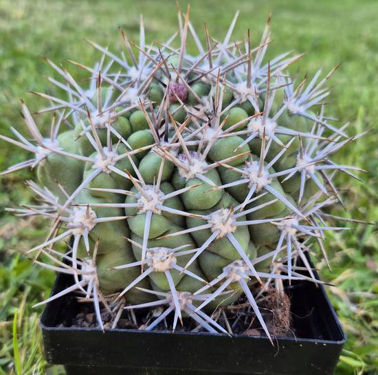 Gymnocalycium Schickendantzii