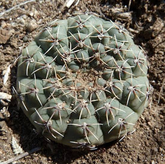 Gymnocalycium Stellatum