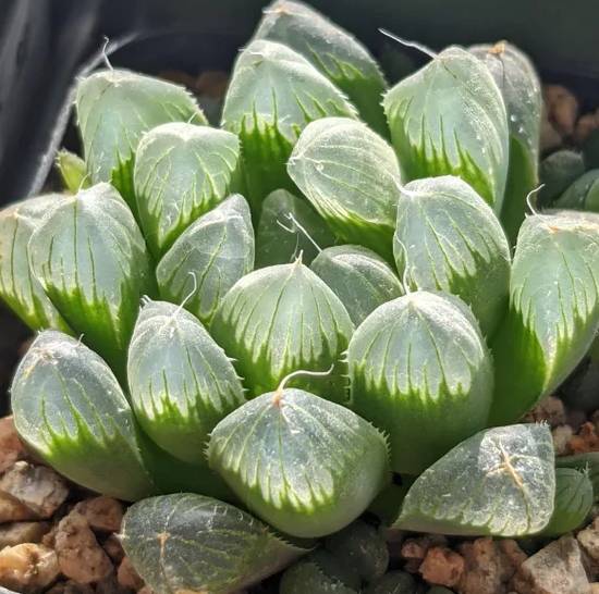 Haworthia Cooperi Pilifera