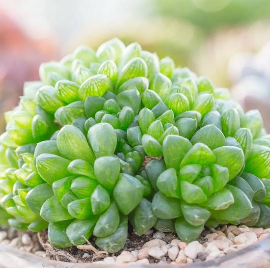Haworthia Cooperi