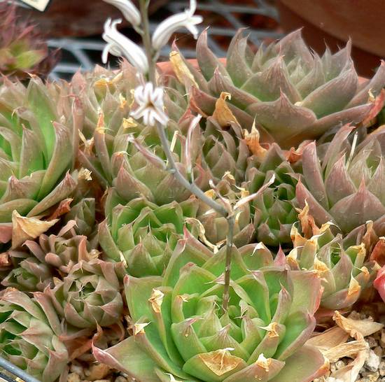 Haworthia Cymbiformis