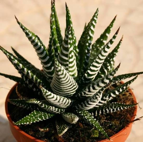 Haworthia Fasciata