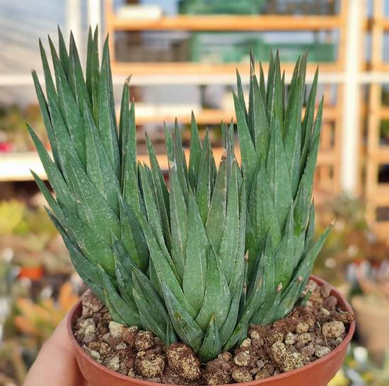 Haworthia Glauca