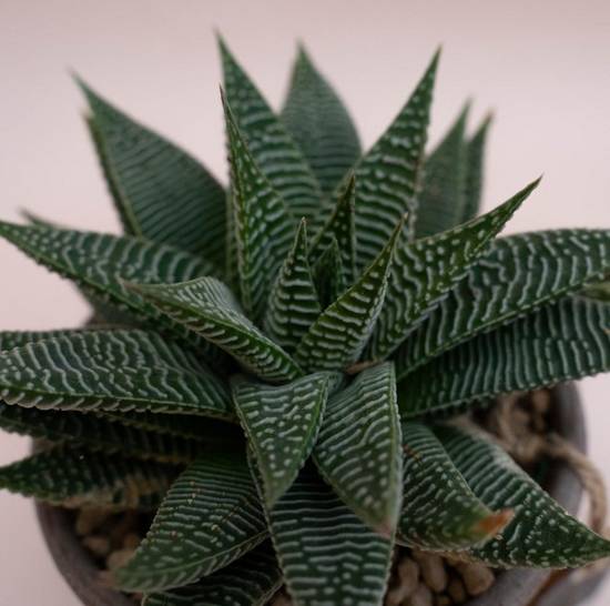 Haworthia Limifolia Spider White