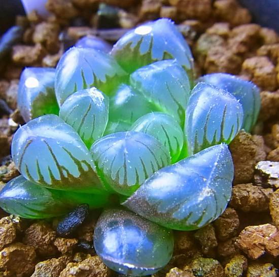 Haworthia Obtusa