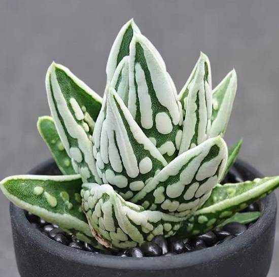 Haworthia Pumila Tears of Angels