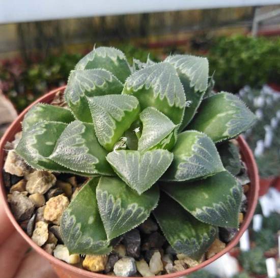 Haworthia Pygmaea