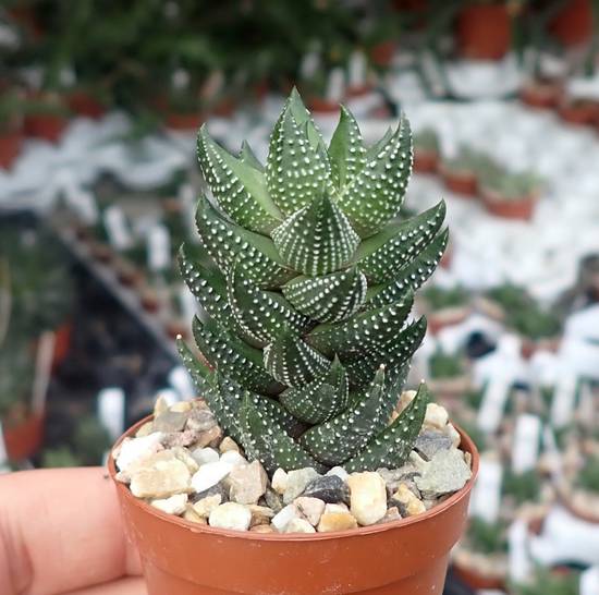 Haworthia Reinwardtii